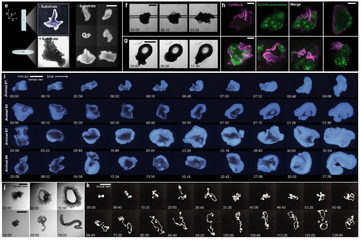 Graphical abstract for Creased ciliary flocks shape unfolding dynamics via information bottlenecks in an aneural animal