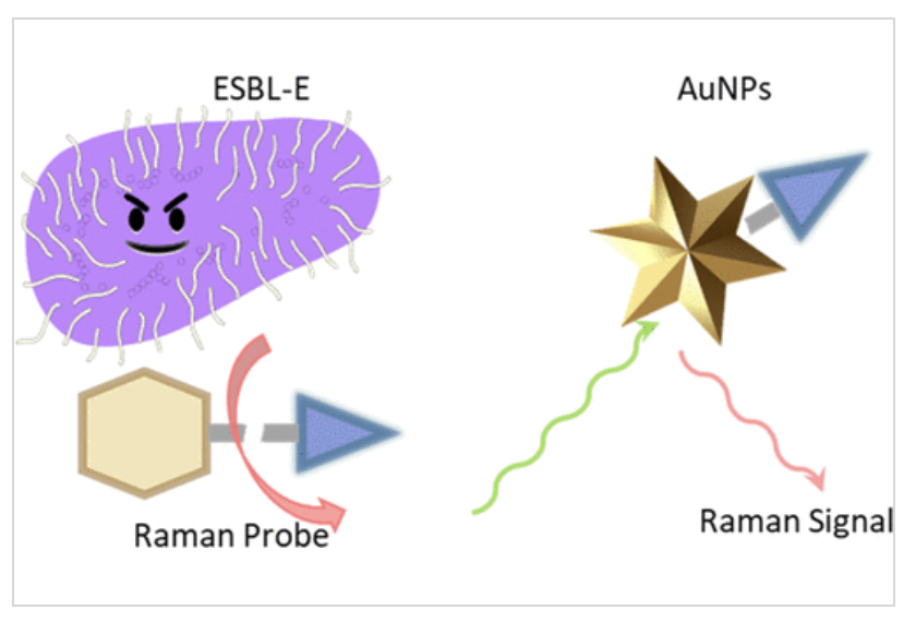 Graphical abstract for Culture-Independent Multiplexed Detection of Drug-Resistant Bacteria Using Surface-Enhanced Raman Scattering