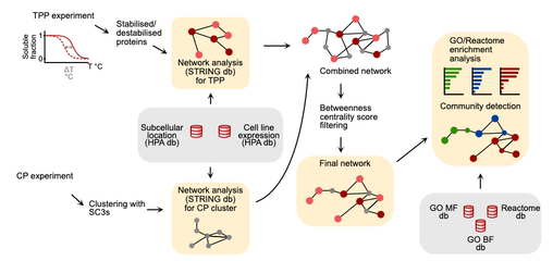 Graphical abstract for Integrating Cell Painting and Thermal Proteome Profiling for Inference of Targets and Mechanism of Action