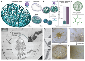 Graphical abstract for Inflation-induced motility for long-distance vertical migration