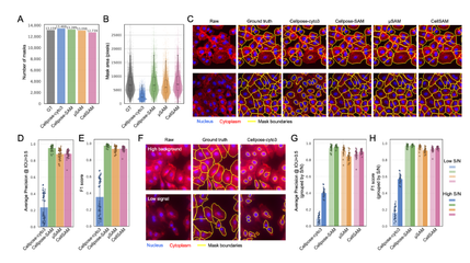 Graphical abstract for Foundation cell segmentation models performance on live microscopy and spatial-omics data