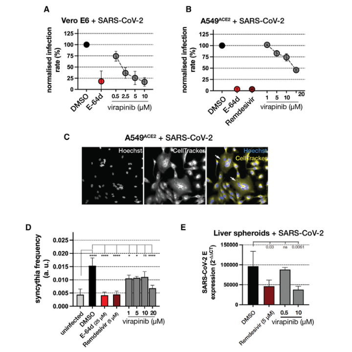 Graphical abstract for Discovery of a novel inhibitor of macropinocytosis with antiviral activity