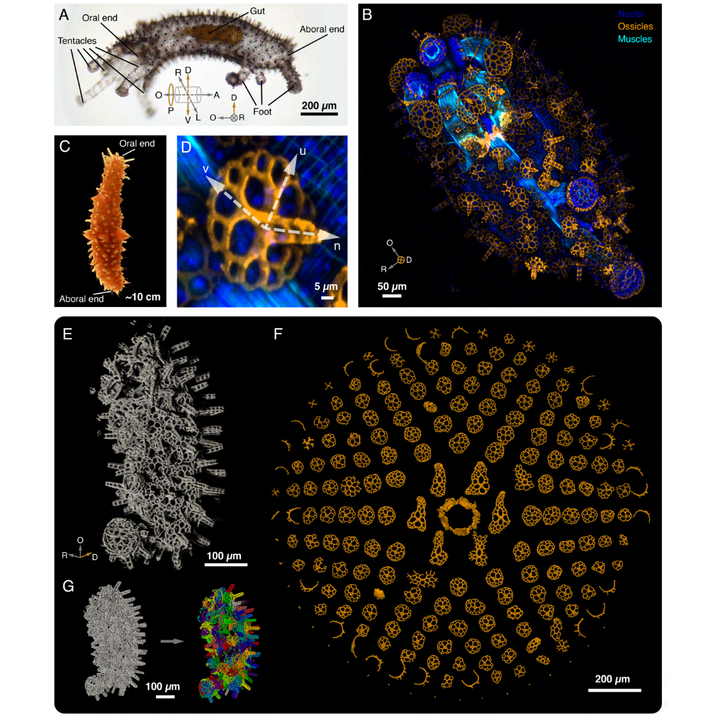 Graphical abstract for Algorithmic construction of topologically complex biomineral lattices via cellular syncytia