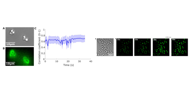 Graphical abstract for Microscopy with microfluidics in microgravity using FlightScope