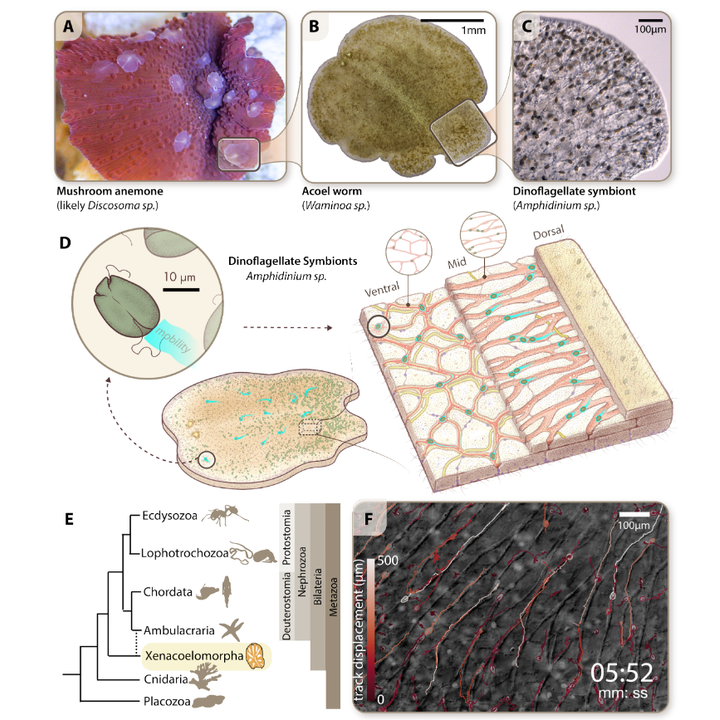 Graphical abstract for Long-range actin-driven endosymbiont mobility in a deep-diverging bilaterian
