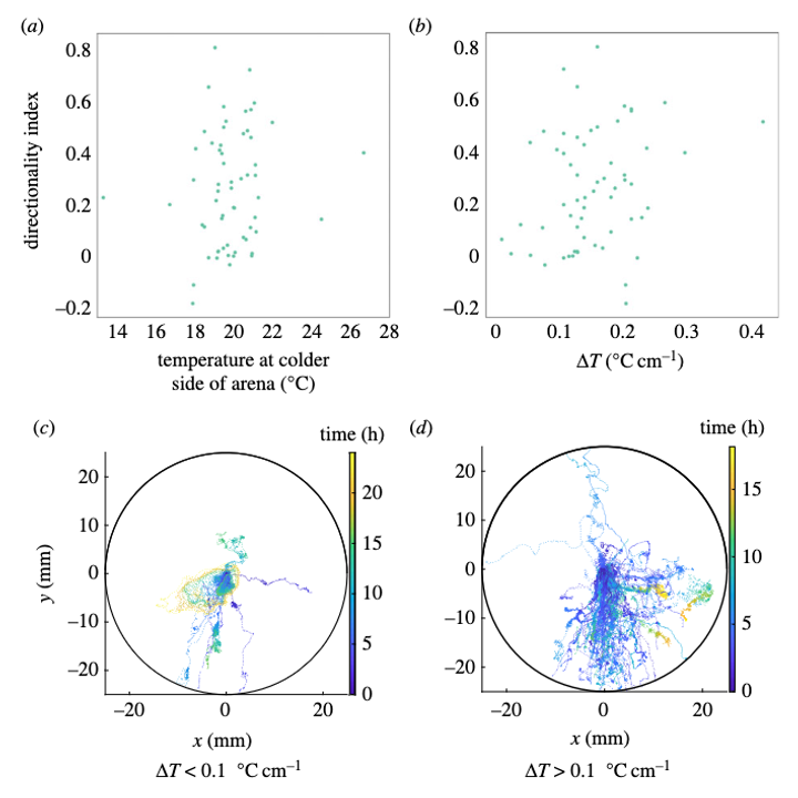 Graphical abstract for Thermotaxis in an apolar, non-neuronal animal